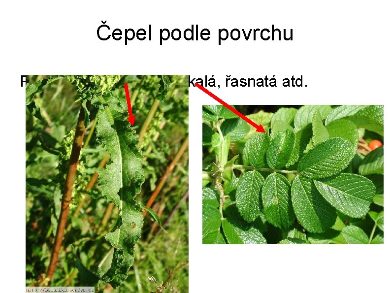 Čepel podle povrchu Ploché, kadeřavá, svraskalá, řasnatá atd. 
