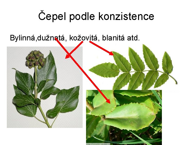 Čepel podle konzistence Bylinná, dužnatá, kožovitá, blanitá atd. 