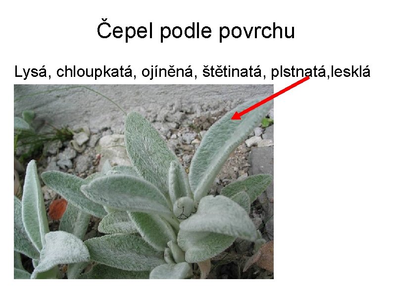 Čepel podle povrchu Lysá, chloupkatá, ojíněná, štětinatá, plstnatá, lesklá … 
