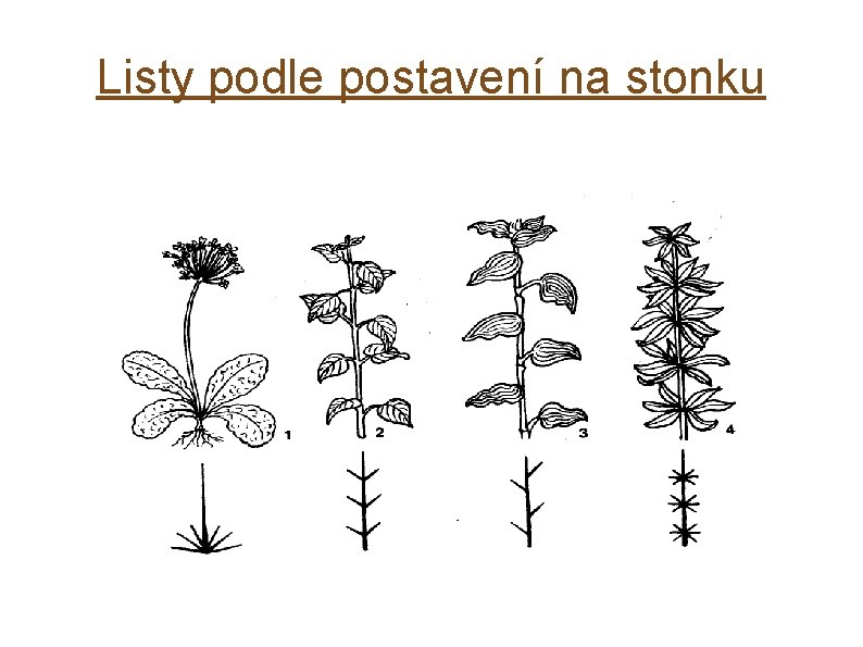 Listy podle postavení na stonku 