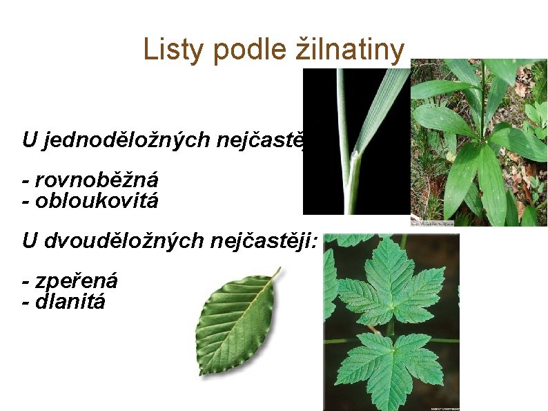 Listy podle žilnatiny U jednoděložných nejčastěji : - rovnoběžná - obloukovitá U dvouděložných nejčastěji: