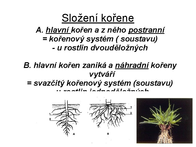 Složení kořene A. hlavní kořen a z něho postranní = kořenový systém ( soustavu)
