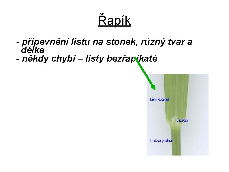 Řapík - připevnění listu na stonek, různý tvar a délka - někdy chybí –