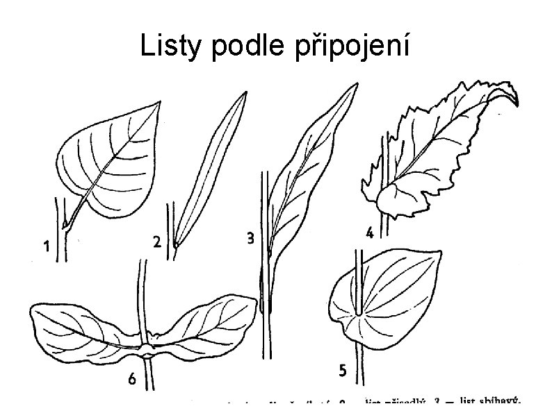 Listy podle připojení 