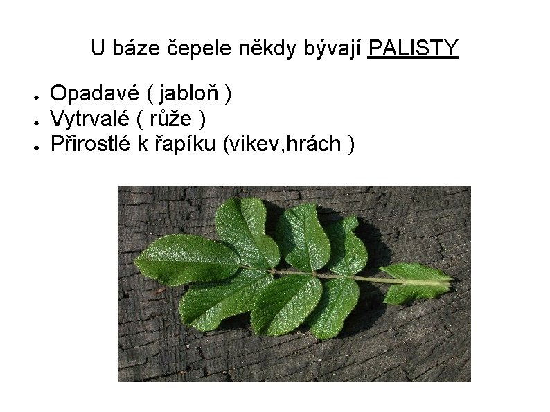 U báze čepele někdy bývají PALISTY ● ● ● Opadavé ( jabloň ) Vytrvalé