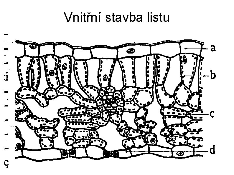 Vnitřní stavba listu 