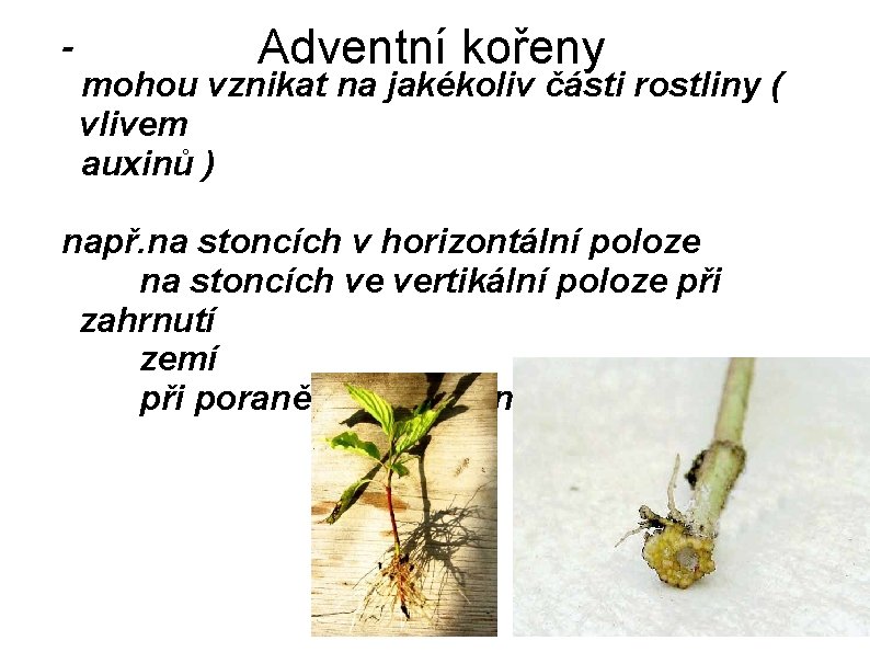 - Adventní kořeny mohou vznikat na jakékoliv části rostliny ( vlivem auxinů ) např.