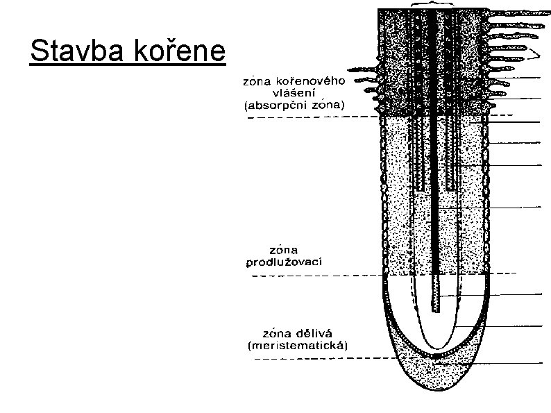 Stavba kořene 