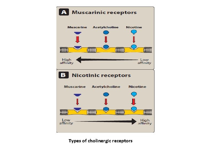 Types of cholinergic receptors 