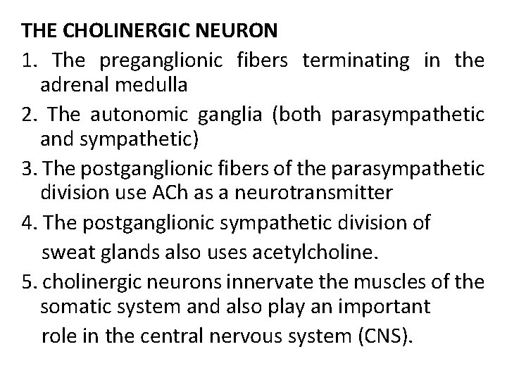 THE CHOLINERGIC NEURON 1. The preganglionic fibers terminating in the adrenal medulla 2. The