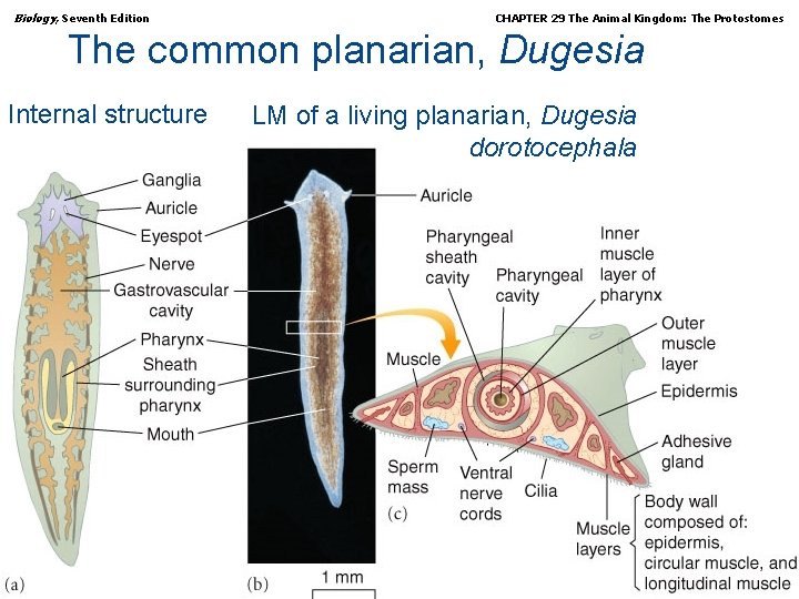 Biology, Seventh Edition CHAPTER 29 The Animal Kingdom: The Protostomes The common planarian, Dugesia
