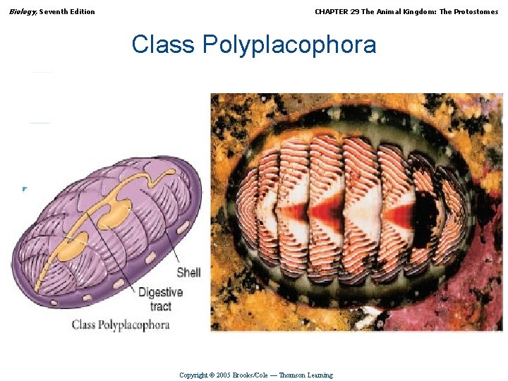 Biology, Seventh Edition CHAPTER 29 The Animal Kingdom: The Protostomes Class Polyplacophora Copyright ©