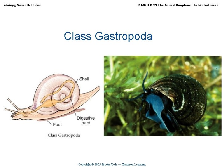 Biology, Seventh Edition CHAPTER 29 The Animal Kingdom: The Protostomes Class Gastropoda Copyright ©