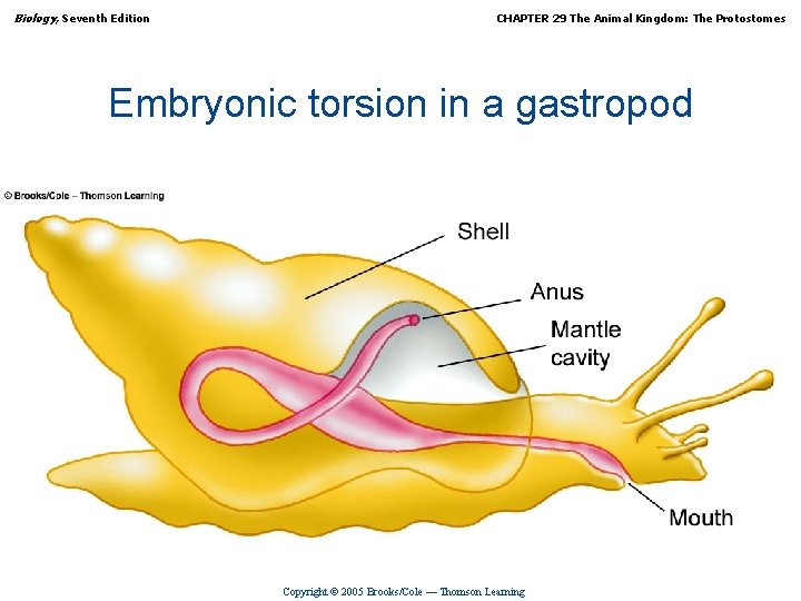 Biology, Seventh Edition CHAPTER 29 The Animal Kingdom: The Protostomes Embryonic torsion in a