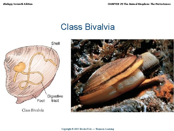 Biology, Seventh Edition CHAPTER 29 The Animal Kingdom: The Protostomes Class Bivalvia Copyright ©