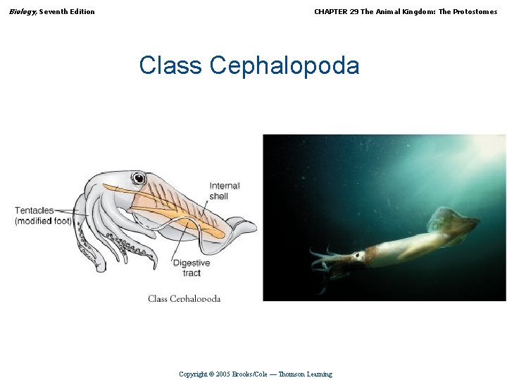 Biology, Seventh Edition CHAPTER 29 The Animal Kingdom: The Protostomes Class Cephalopoda Copyright ©