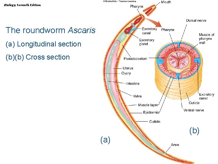 Biology, Seventh Edition CHAPTER 29 The Animal Kingdom: The Protostomes The roundworm Ascaris (a)