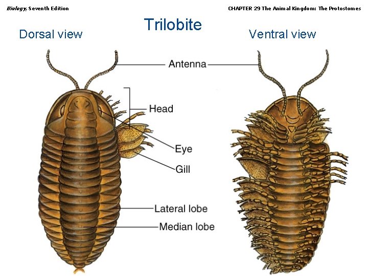 Biology, Seventh Edition Dorsal view CHAPTER 29 The Animal Kingdom: The Protostomes Trilobite Copyright