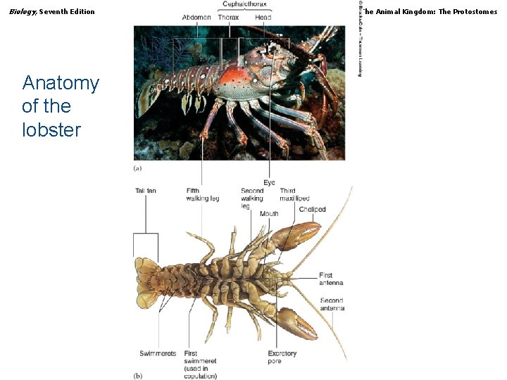 Biology, Seventh Edition CHAPTER 29 The Animal Kingdom: The Protostomes Anatomy of the lobster