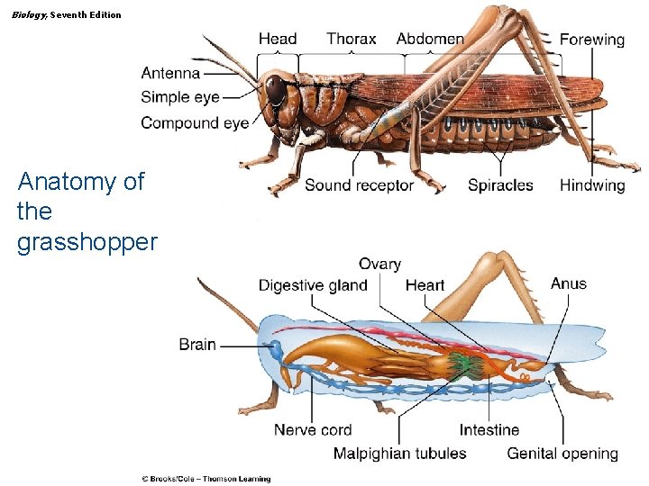 Biology, Seventh Edition CHAPTER 29 The Animal Kingdom: The Protostomes Anatomy of the grasshopper