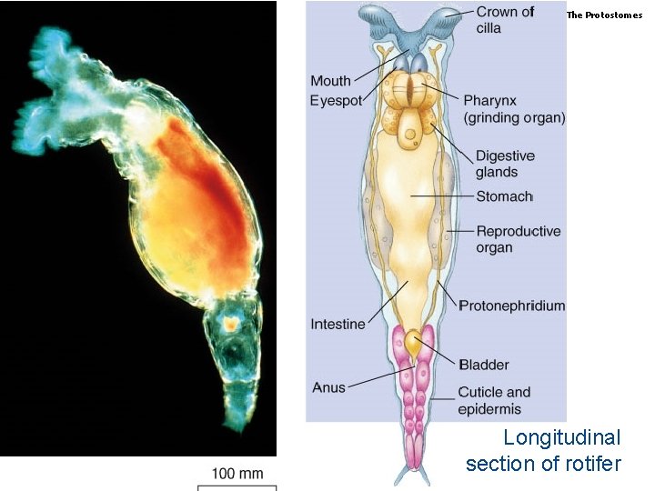 Biology, Seventh Edition CHAPTER 29 The Animal Kingdom: The Protostomes Longitudinal section of rotifer