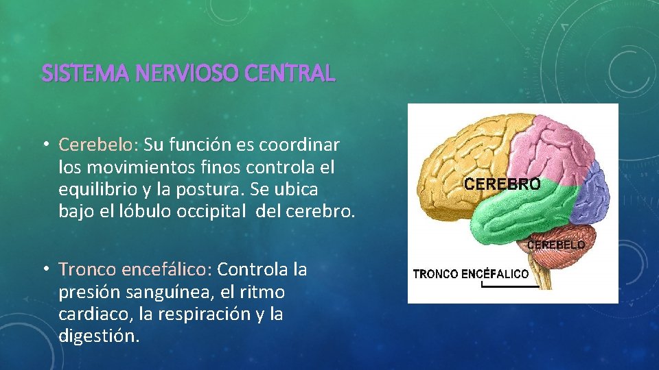 SISTEMA NERVIOSO CENTRAL • Cerebelo: Su función es coordinar los movimientos finos controla el