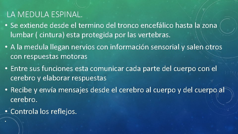 LA MEDULA ESPINAL. • Se extiende desde el termino del tronco encefálico hasta la