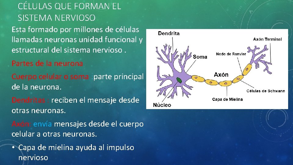 CÉLULAS QUE FORMAN EL SISTEMA NERVIOSO Esta formado por millones de células llamadas neuronas