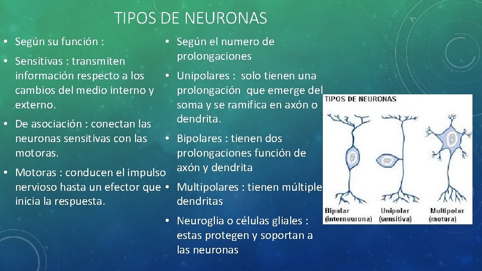 TIPOS DE NEURONAS • Según su función : • Según el numero de prolongaciones