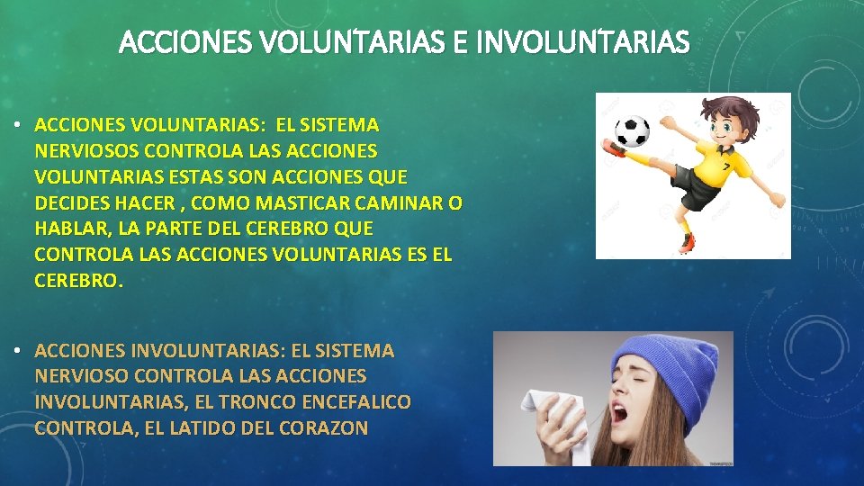 ACCIONES VOLUNTARIAS E INVOLUNTARIAS • ACCIONES VOLUNTARIAS: EL SISTEMA NERVIOSOS CONTROLA LAS ACCIONES VOLUNTARIAS