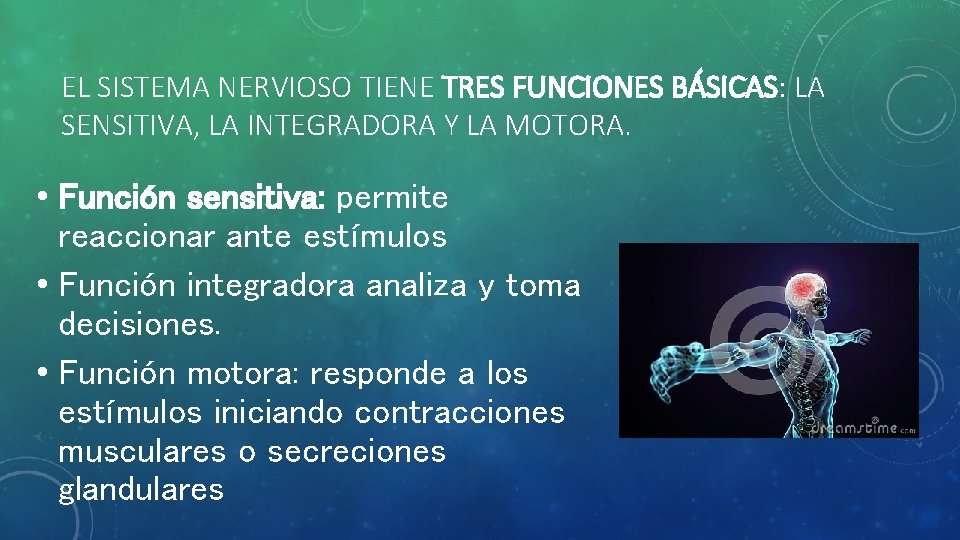 EL SISTEMA NERVIOSO TIENE TRES FUNCIONES BÁSICAS: LA SENSITIVA, LA INTEGRADORA Y LA MOTORA.