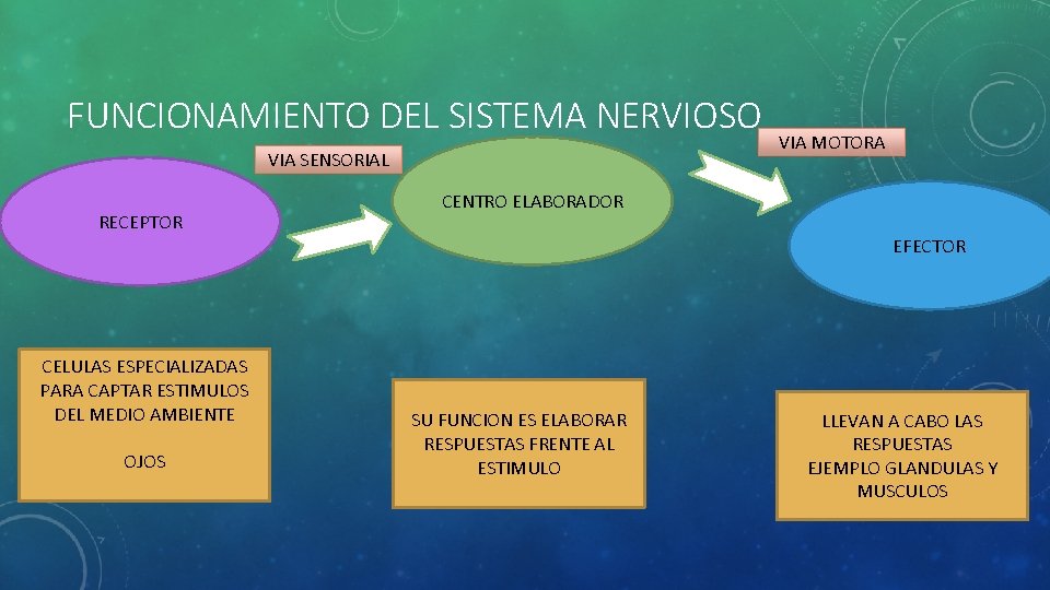 FUNCIONAMIENTO DEL SISTEMA NERVIOSO VIA SENSORIAL RECEPTOR CELULAS ESPECIALIZADAS PARA CAPTAR ESTIMULOS DEL MEDIO