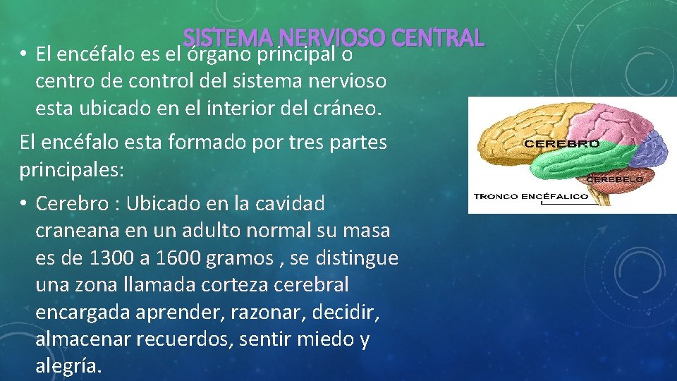 SISTEMA NERVIOSO CENTRAL • El encéfalo es el órgano principal o centro de control