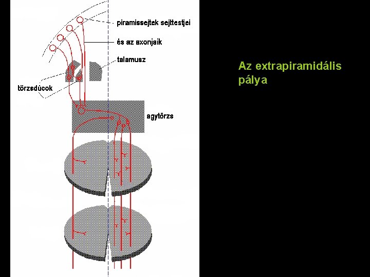 Az extrapiramidális pálya 