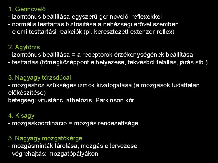 1. Gerincvelő - izomtónus beállítása egyszerű gerincvelői reflexekkel - normális testtartás biztosítása a nehézségi