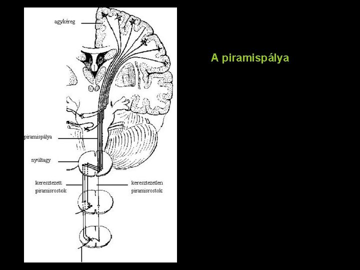A piramispálya 