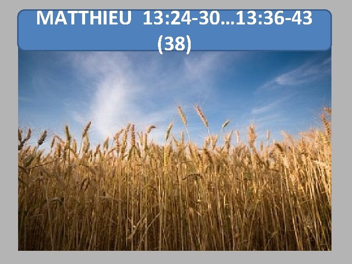 MATTHIEU 13: 24 -30… 13: 36 -43 (38) 