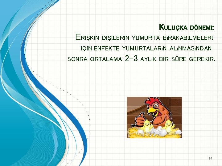 KULUÇKA ERIŞKIN DÖNEMI: DIŞILERIN YUMURTA BıRAKABILMELERI IÇIN ENFEKTE YUMURTALARıN ALıNMASıNDAN SONRA ORTALAMA 2 -3