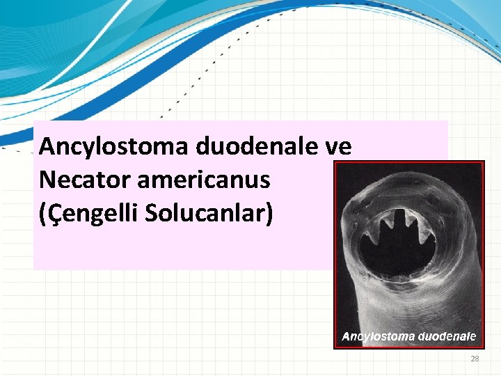 Ancylostoma duodenale ve Necator americanus (Çengelli Solucanlar) 28 