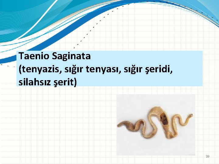 Taenio Saginata (tenyazis, sığır tenyası, sığır şeridi, silahsız şerit) 39 