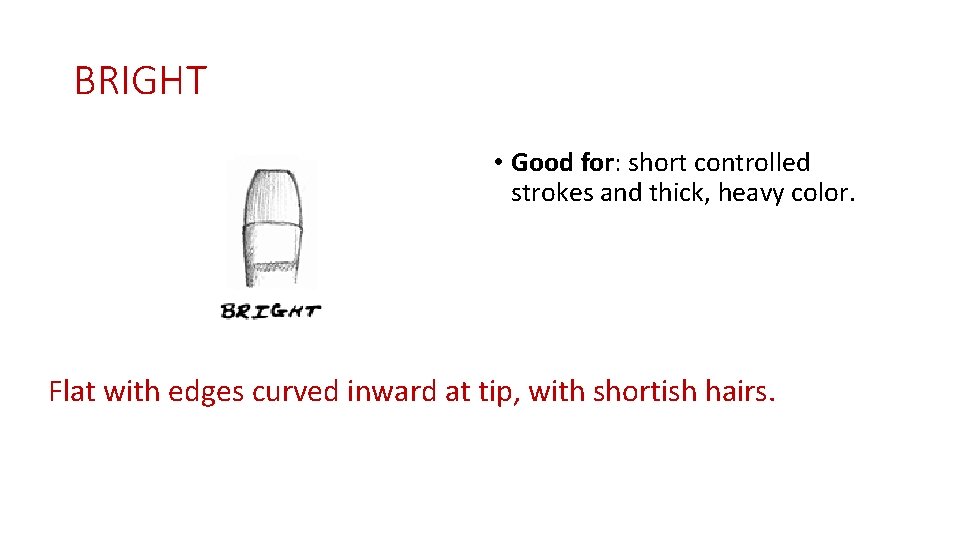 BRIGHT • Good for: short controlled strokes and thick, heavy color. Flat with edges