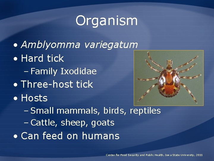 Organism • Amblyomma variegatum • Hard tick – Family Ixodidae • Three-host tick •
