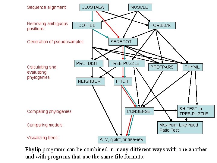 Sequence alignment: Removing ambiguous positions: CLUSTALW T-COFFEE FORBACK Generation of pseudosamples: Calculating and evaluating