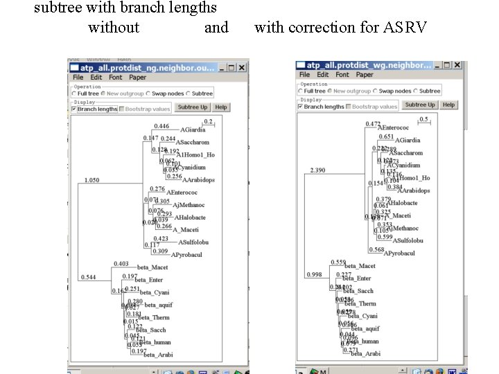 subtree with branch lengths without and with correction for ASRV 