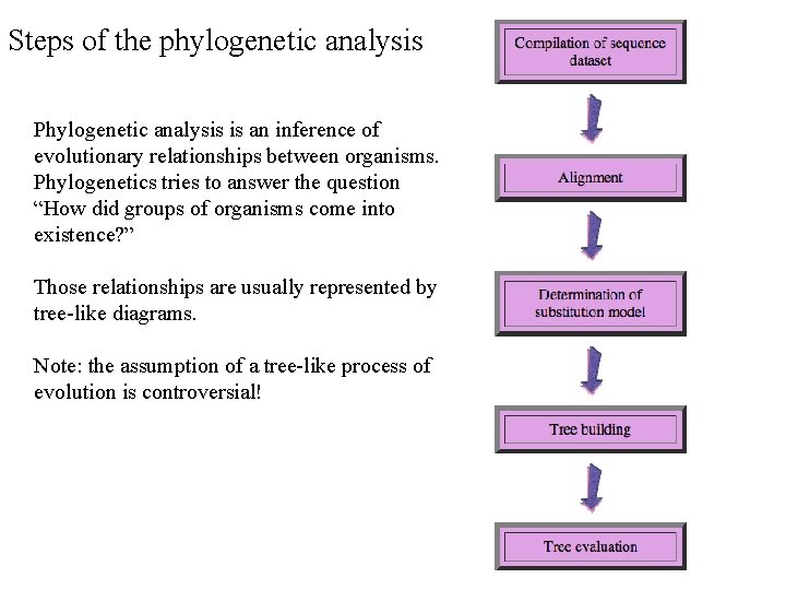 Steps of the phylogenetic analysis Phylogenetic analysis is an inference of evolutionary relationships between