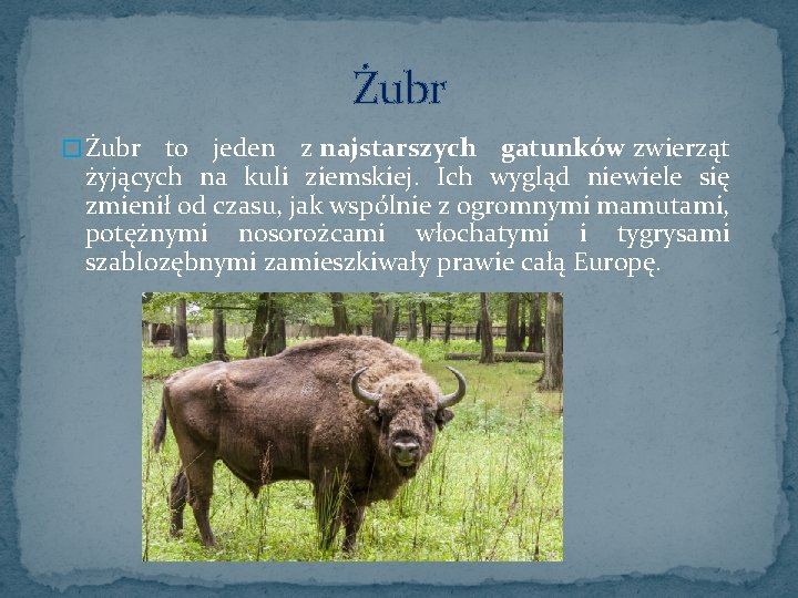 Żubr � Żubr to jeden z najstarszych gatunków zwierząt żyjących na kuli ziemskiej. Ich