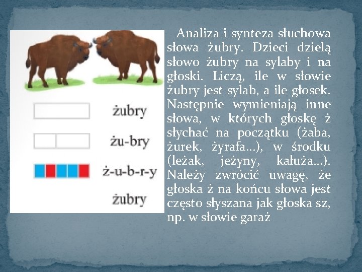 Analiza i synteza słuchowa słowa żubry. Dzieci dzielą słowo żubry na sylaby i