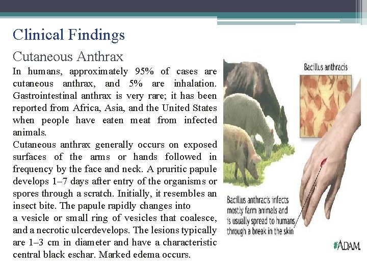 Clinical Findings Cutaneous Anthrax In humans, approximately 95% of cases are cutaneous anthrax, and Clinical Findings Cutaneous Anthrax In humans, approximately 95% of cases are cutaneous anthrax, and