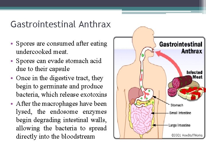 Gastrointestinal Anthrax • Spores are consumed after eating undercooked meat. • Spores can evade
