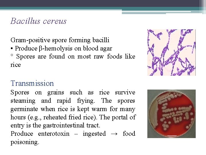 Bacillus cereus Gram-positive spore forming bacilli • Produce β-hemolysis on blood agar ° Spores